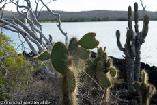Galapagos-Pflanzen17.jpg